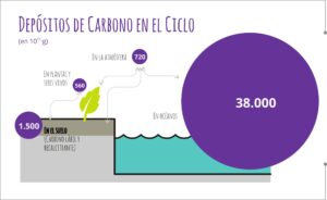 Stocks de Carbono